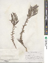 Salix geyeriana image