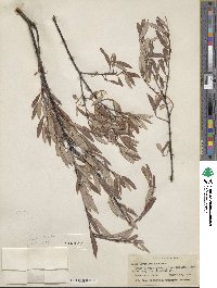 Salix geyeriana image