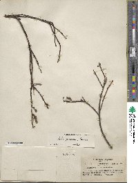 Salix fuscescens image