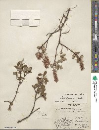 Salix fuscescens image