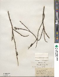 Salix fuscescens image