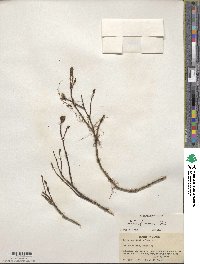 Salix fuscescens image