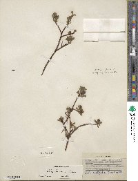 Salix fuscescens image