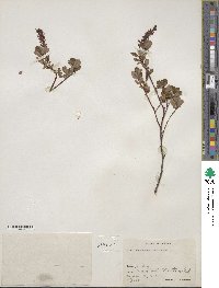 Salix fuscescens image