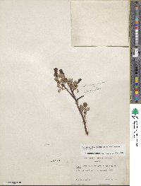 Salix fuscescens image