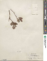 Salix fuscescens image