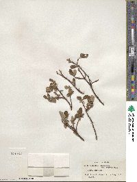 Salix fuscescens image