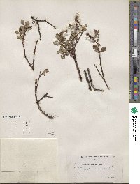 Salix fuscescens image