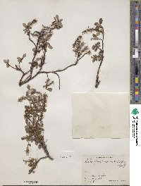 Salix fuscescens image