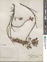 Salix fuscescens image