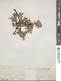 Salix fuscescens image