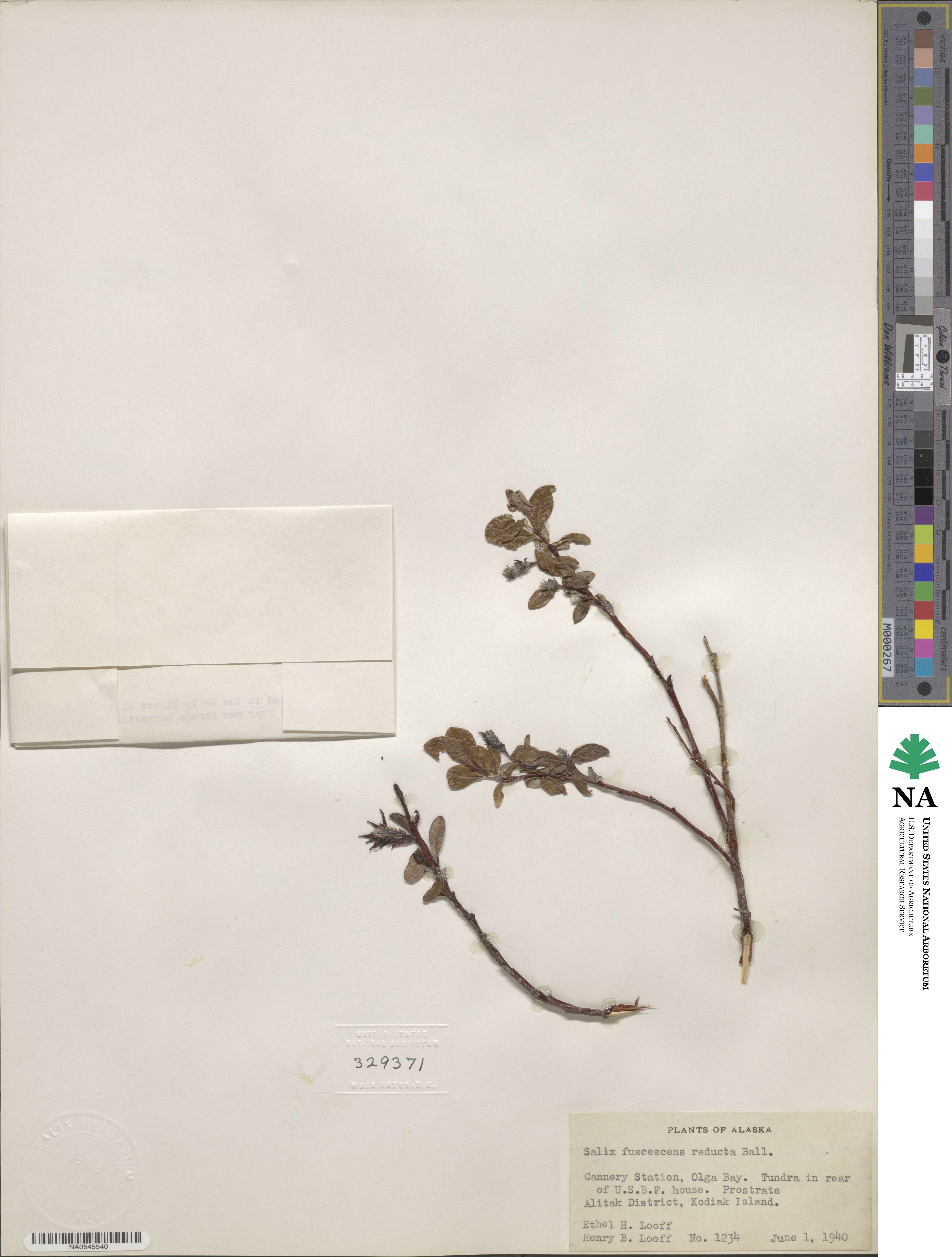 Salix fuscescens image