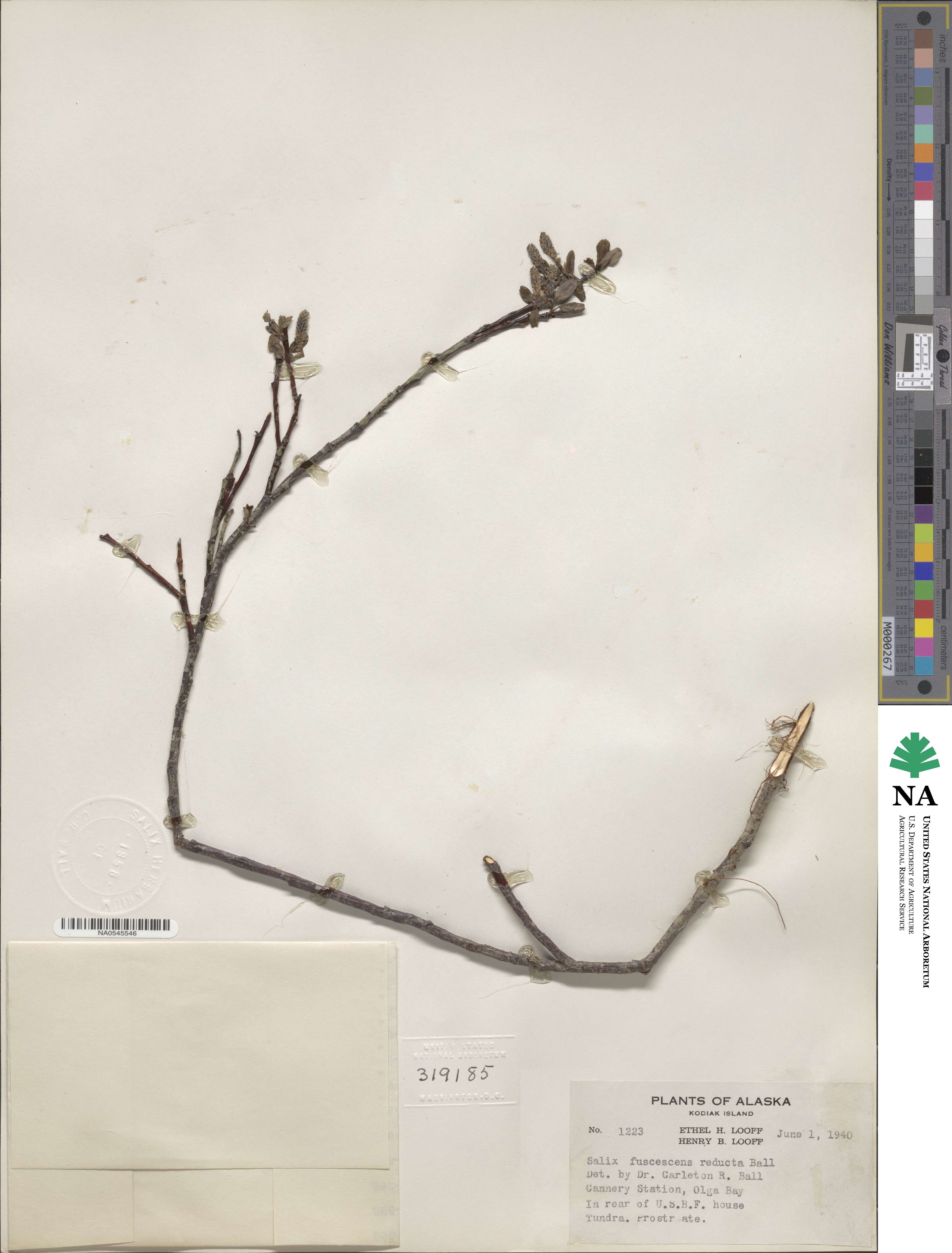 Salix fuscescens image