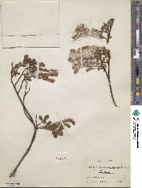 Salix fuscescens image