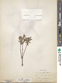 Salix fuscescens image