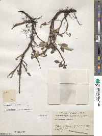 Salix fuscescens image