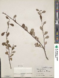 Salix fuscescens image