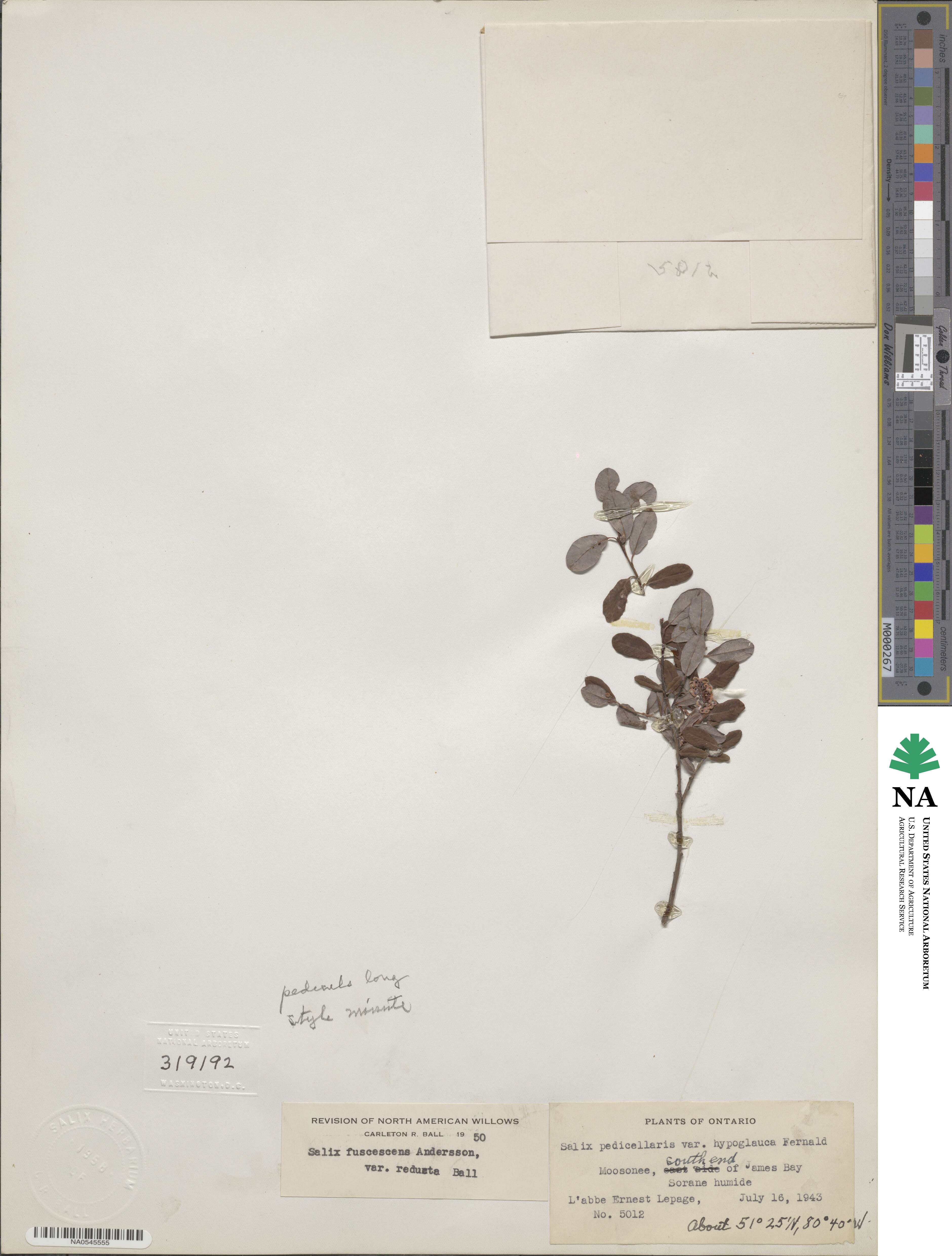 Salix fuscescens image