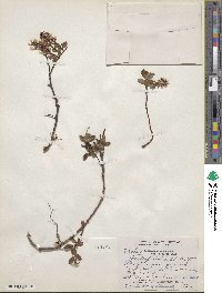 Salix fuscescens image