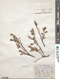 Salix fuscescens image