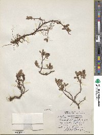 Salix fuscescens image