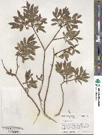 Salix geyeriana image