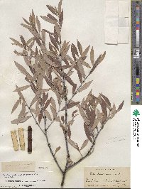 Salix geyeriana image