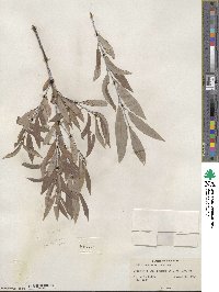 Salix geyeriana image