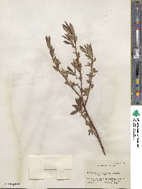 Salix geyeriana image