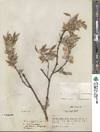 Salix geyeriana image