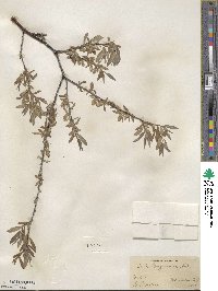 Salix geyeriana image