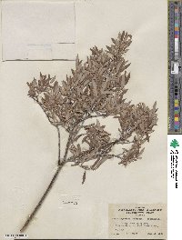 Salix geyeriana image