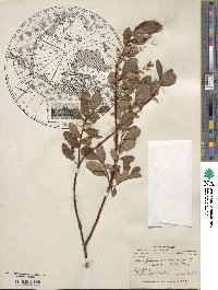 Salix fuscescens image