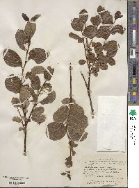 Salix fuscescens image