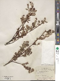 Salix fuscescens image