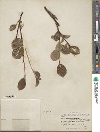 Salix fuscescens image