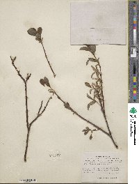 Salix fuscescens image