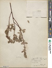 Salix fuscescens image