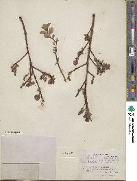 Salix fuscescens image