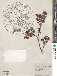 Salix fuscescens image