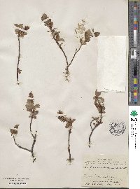 Salix fuscescens image