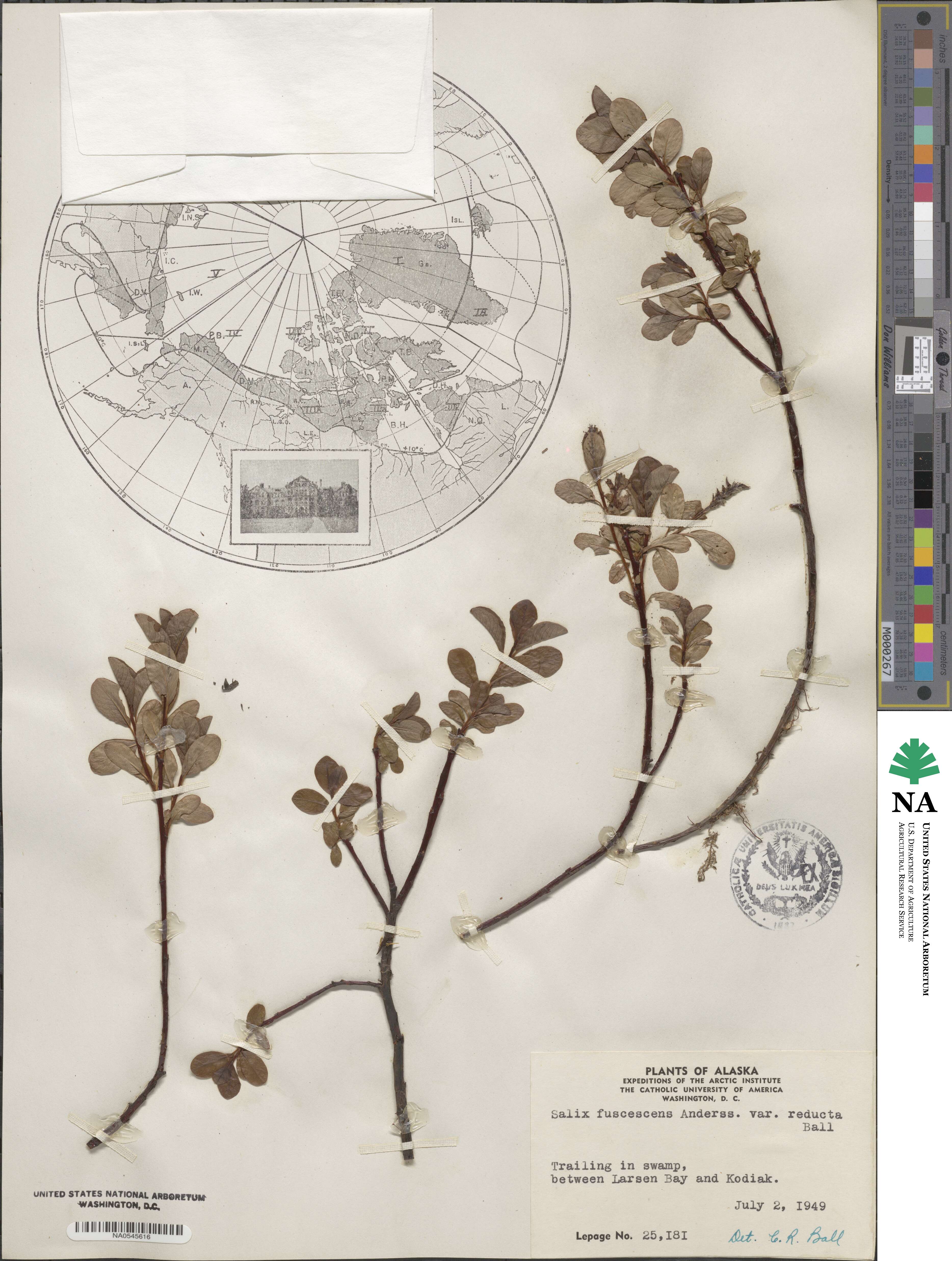 Salix fuscescens image