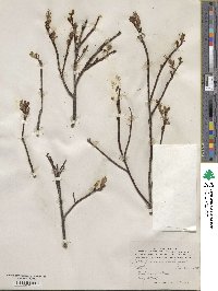 Salix fuscescens image