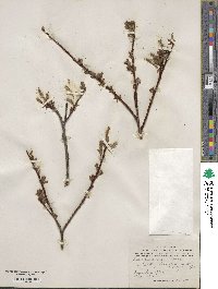 Salix fuscescens image