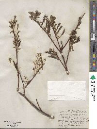 Salix fuscescens image