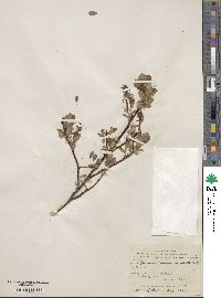 Salix fuscescens image