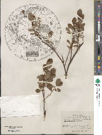 Salix fuscescens image