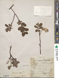 Salix fuscescens image