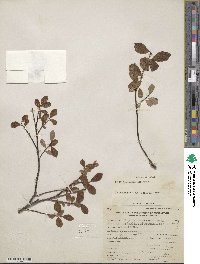 Salix fuscescens image