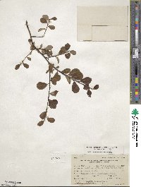 Salix fuscescens image